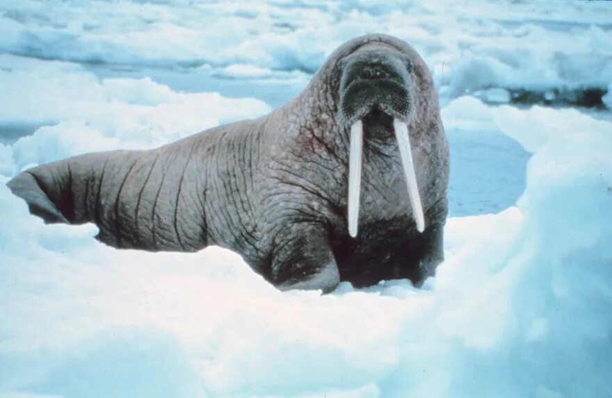 Моржи в тундре. Морж (Odobenus rosmarus). Морж Северного Ледовитого океана. Морж Odobenus rosmarus Linnaeus, 1758.