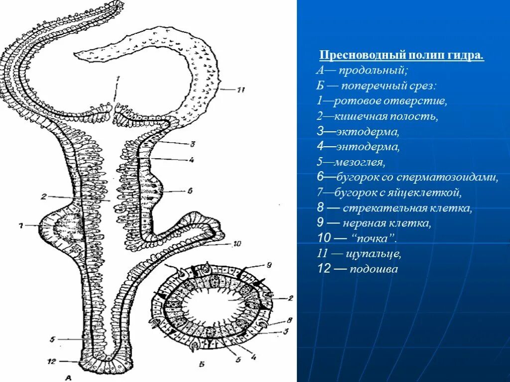 Поперечный и продольный срез. Поперечный и продольный срез гидры. Строение среза гидры. Продольный срез гидры. Тип Кишечнополостные гидра Пресноводная.