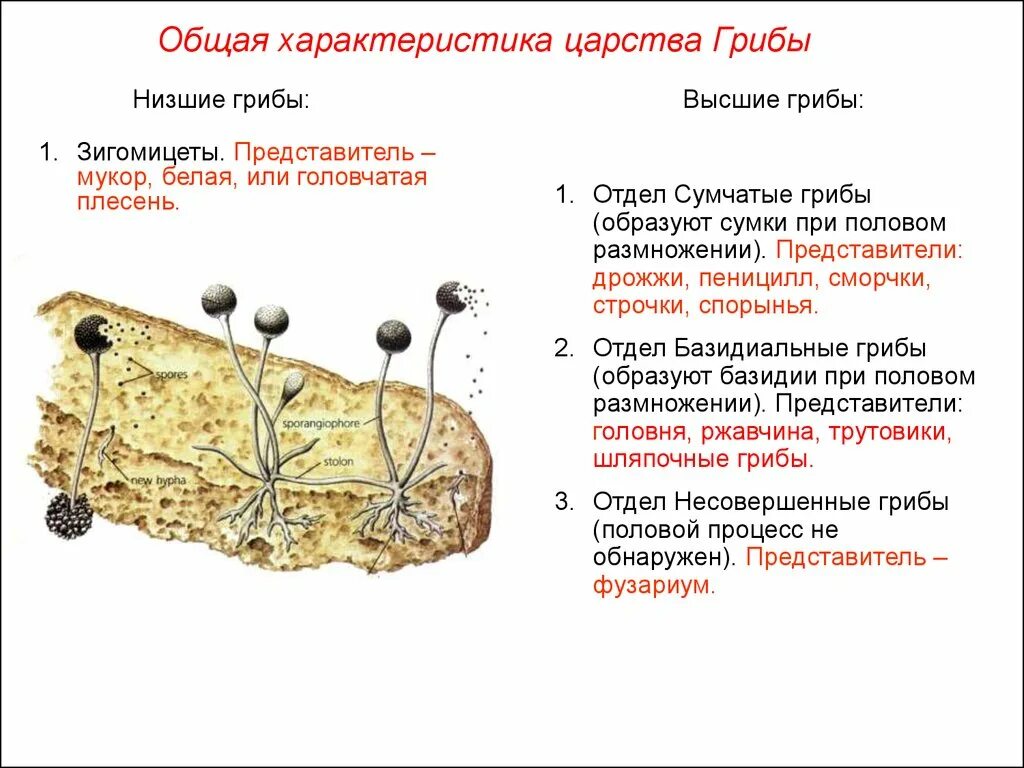 Характеристика грибов Зигомикота. Низшие плесневые грибы характеристика. Грибы Зигомицеты. Гриб мукор классификация.