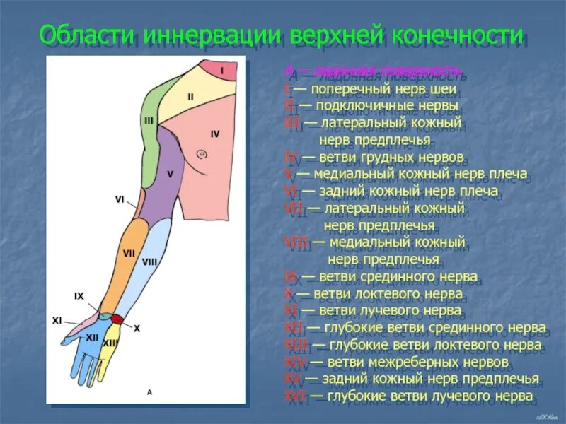 Кожно нервные. Зоны иннервации верхней конечности. Иннервация кожи верхней конечности. Иннервация кожи верхней конечности анатомия. Схема кожной иннервации верхней конечности.