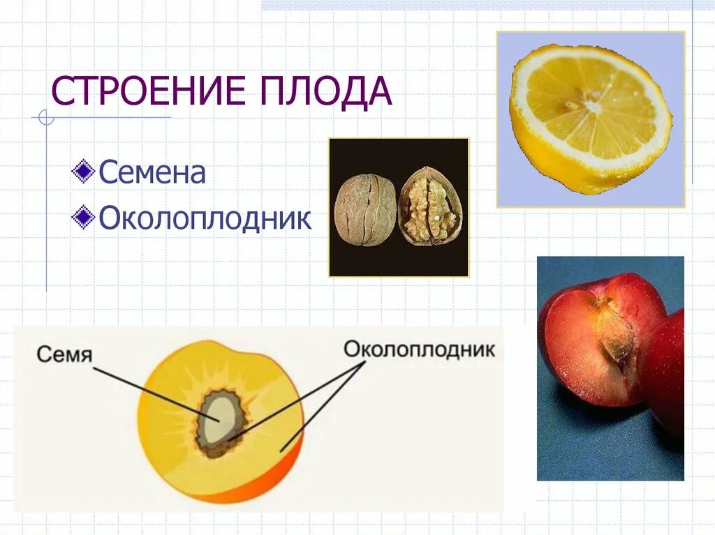 Наука изучающая строение плодов. Строение плода. строение плодов. схема строения плода.