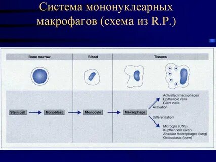 Основные функции макрофага