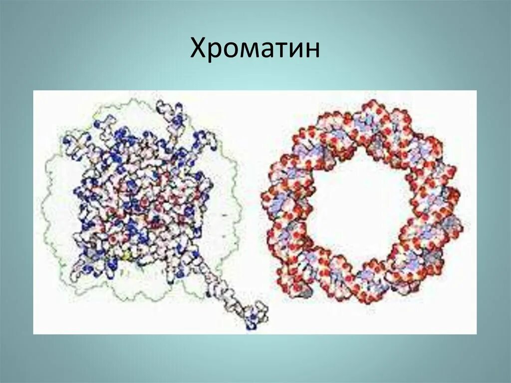 ДНК хроматин. Хроматин строение. Строение хроматина ДНК РНК. Хроматин рисунок.