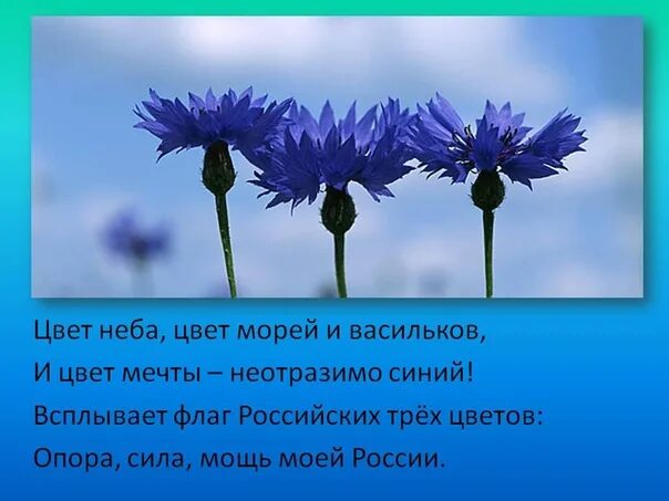 Синь васильки текст. Василек высказывания.. Стих про Василек. Стихи про васильки. Стих о цветах Васильках.