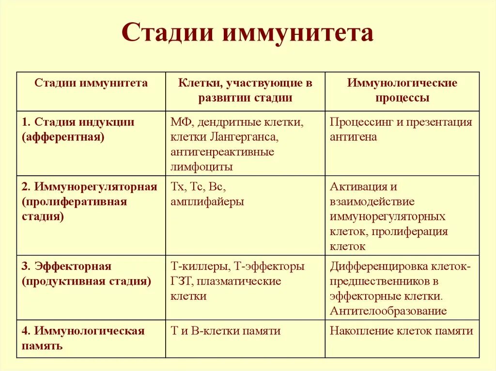 Этапы иммунного ответа. 3 Стадии клеточного иммунного ответа. Фазы адаптивного иммунного ответа иммунология. Этапы клеточного и гуморального иммунитета. Этапы развития клеточного иммунного ответа.