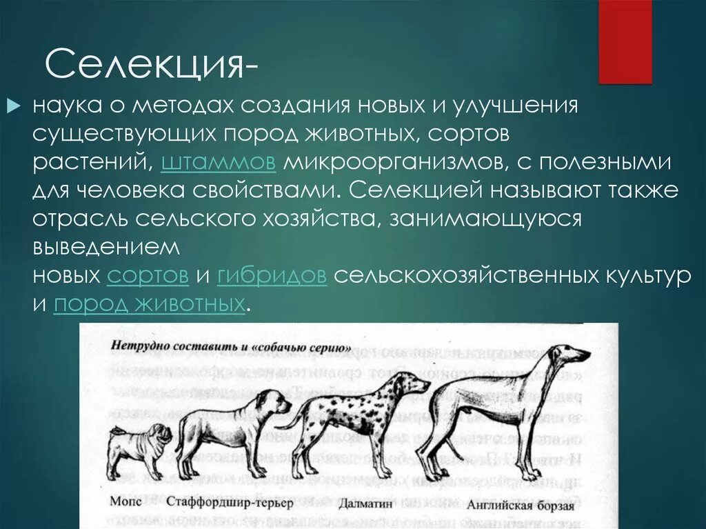 При селекции животных используются. Селекция животных. Селекция собак. Селекция животных это в биологии. Методы выведения новых пород животных.