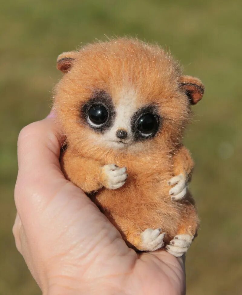 Сайт лори. Галаго толстый лори. Сайт лори. Лори галаго. Лемур лори толстый.