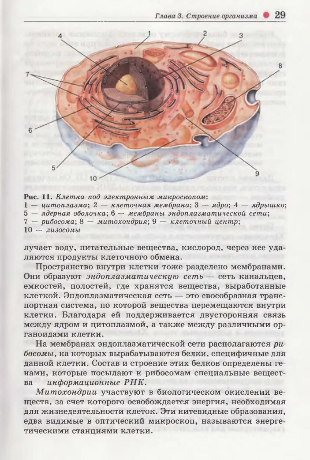 Строение организма вариант 1. Рисунки по учебнику биологии 8 класс колесов. биология 8 класс колесов строение человека. биология 8 класс учебник колесов стр 41 рисунок 12. биология 8 класс темы колесов.