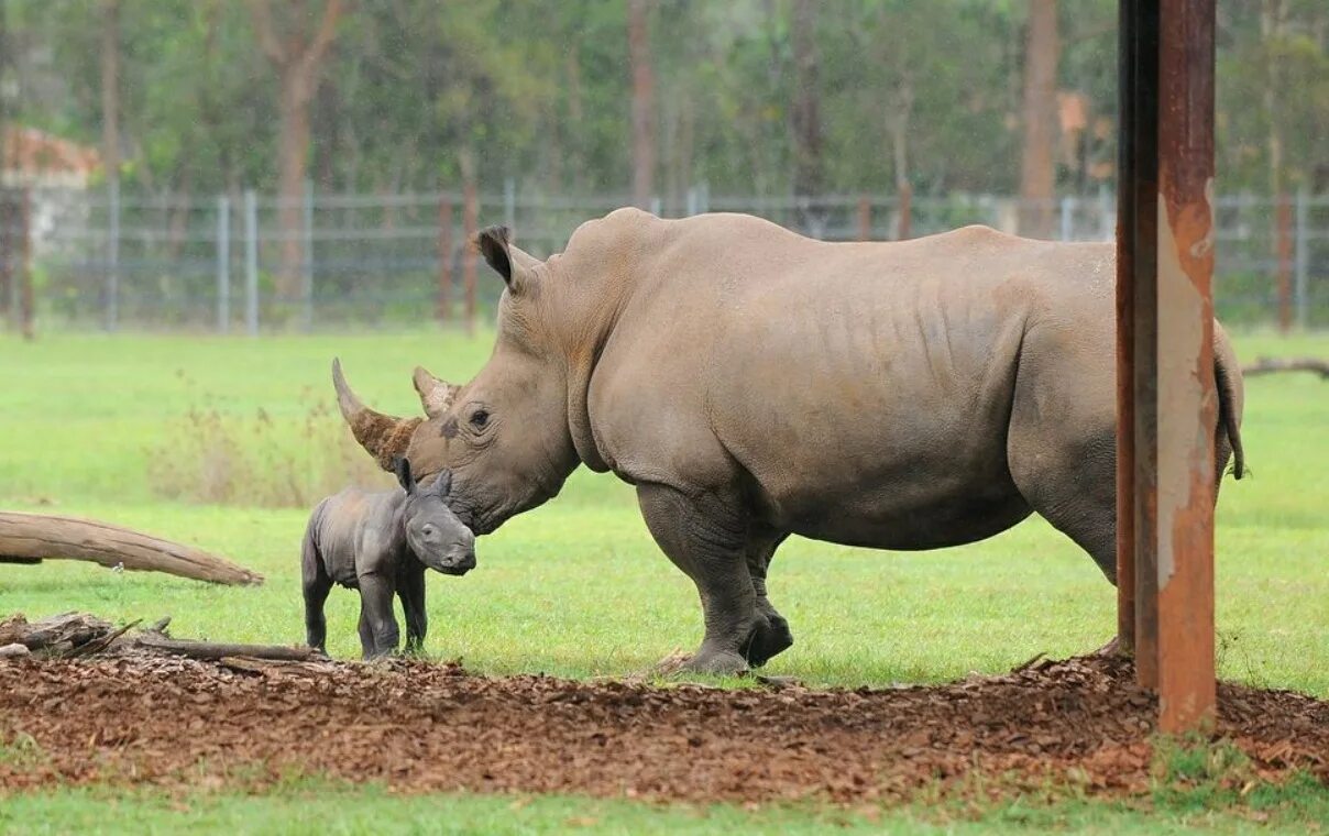 носорог. носорог вес и рост. белый носорог вес. носорог вес и рост. белый носорог вес.