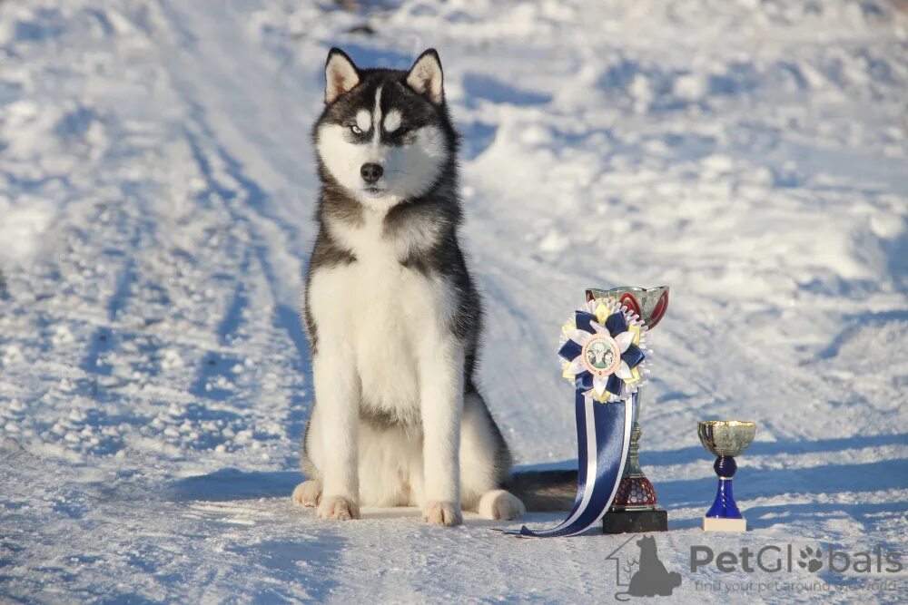 Husky 15000. Husky 15000. Husky 15000. Husky 15000. Husky 15000.