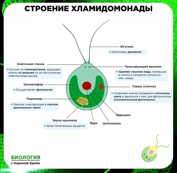 Хламидомонада какой тип. Строение одноклеточной водоросли хламидомонады. строение клетки водоросли хламидомонады. хламидомонада строение светочувствительный глазок. строение одноклеточной водоросли хламидомонады биология 6 класс.