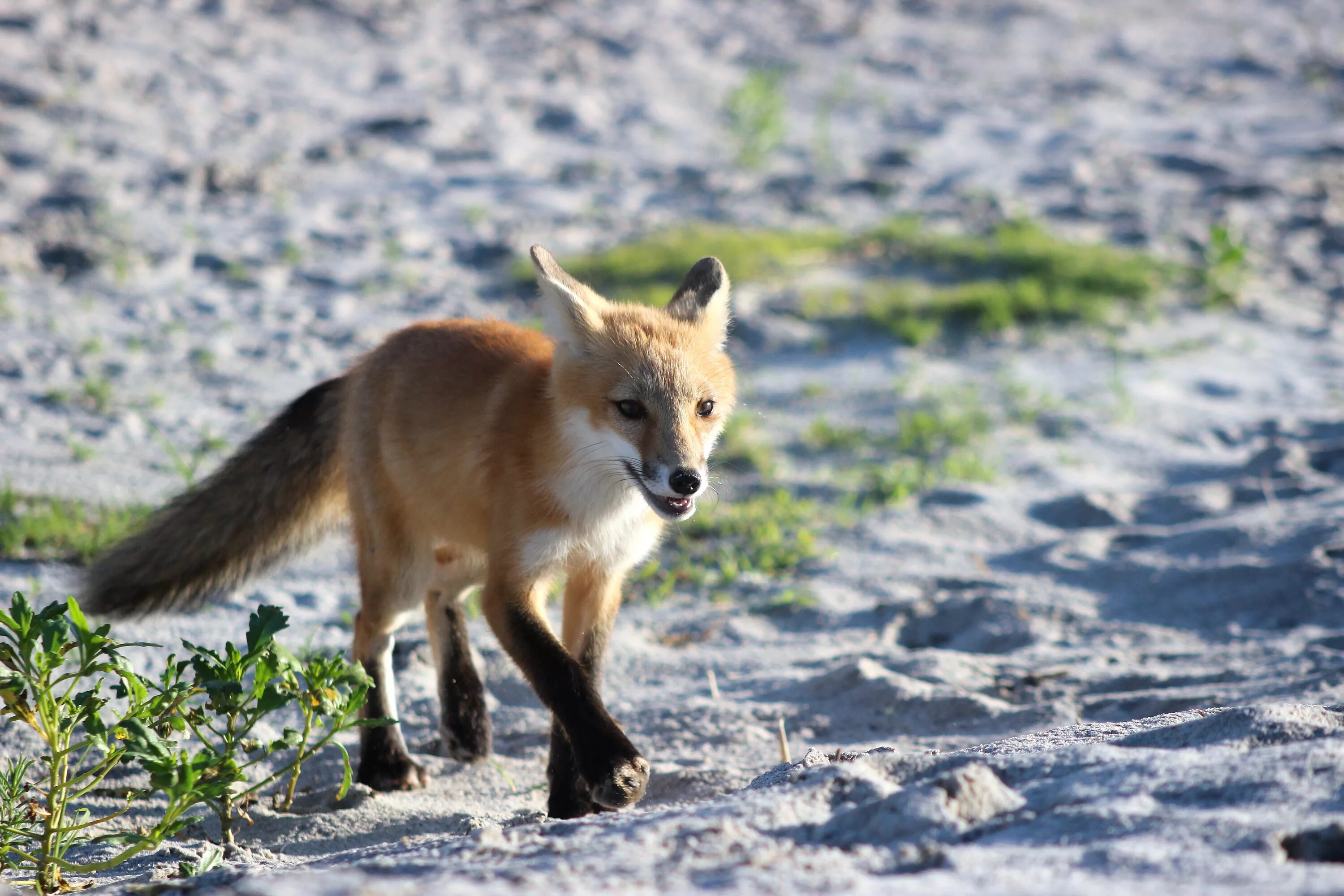 Fox beach. Лиса млекопитающее. Дикая лиса. Сибирская лиса. Лиса Кольский полуостров.