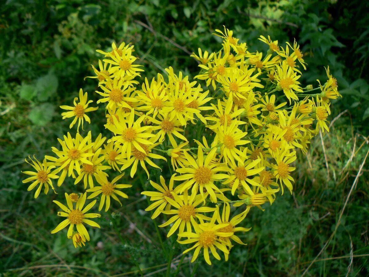 Крестовник Senecio jacobaea. Крестовник Луговой. Крестовник обыкновенный полевой. Крестовник Крымский.