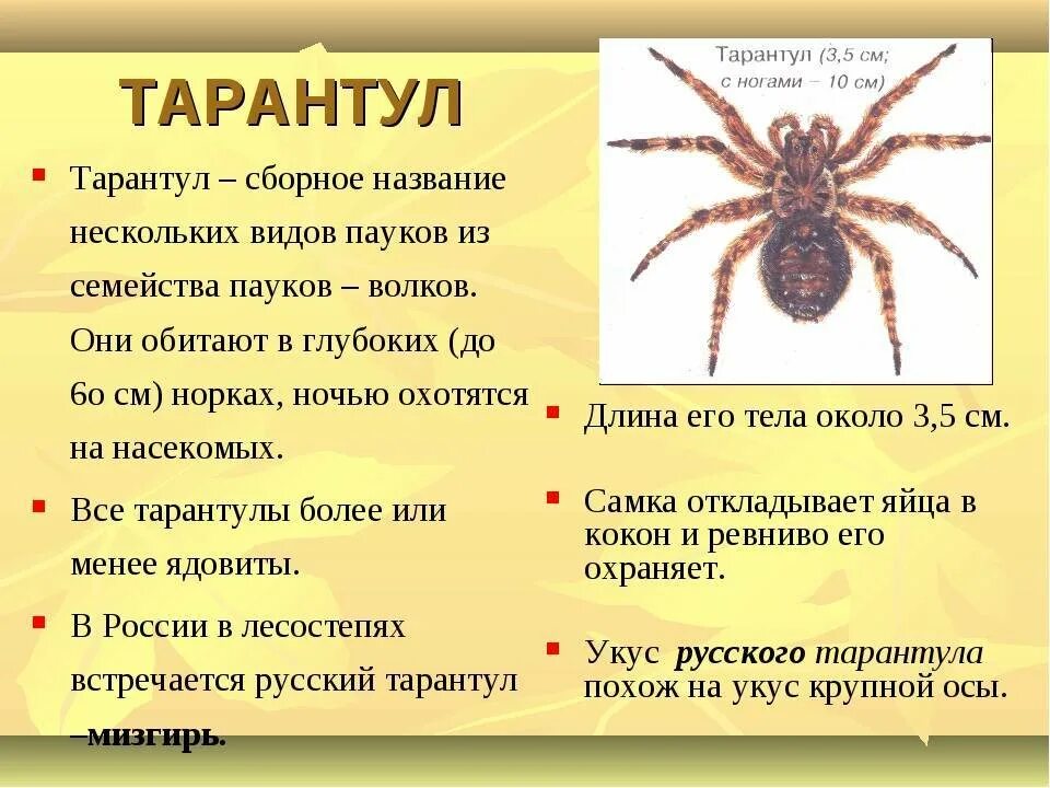 Информация о пауках. Доклад про тарантула. Пауки картинки с описанием. Паук описание для детей.
