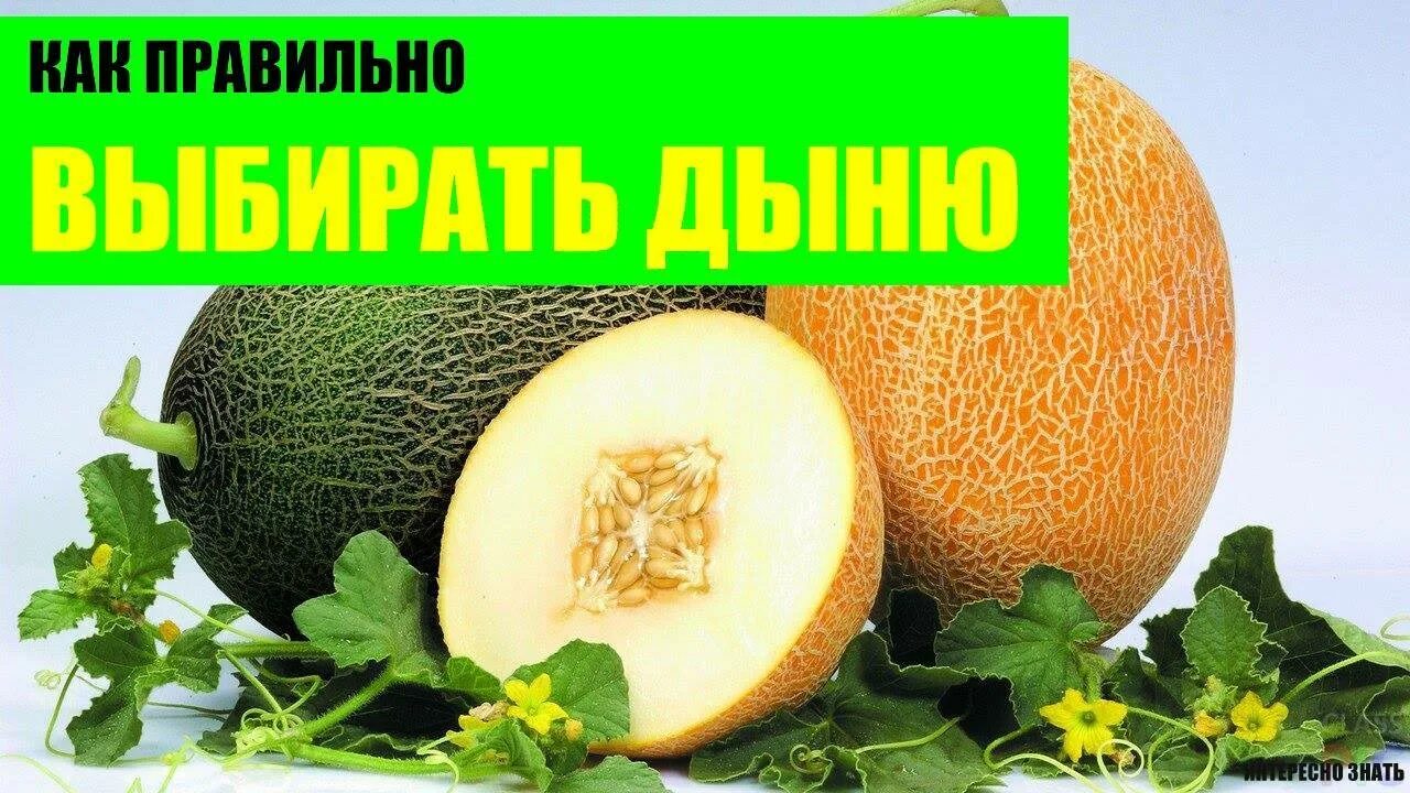 Как выбрать дыню
