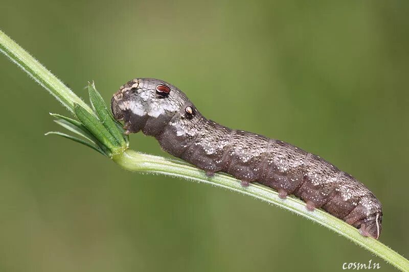 махаон бражник гусеница. Virginian tiger moth. быстрая гусеница. быстрая гусеница. Spilarctia lutea гусеница.