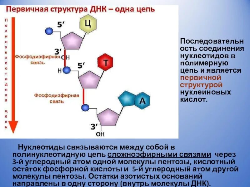 Полинуклеотидная цепь связи. Первичная структура цепи ДНК. 1. Первичная структура ДНК. Нуклеотиды ДНК. Строение нуклеотида.