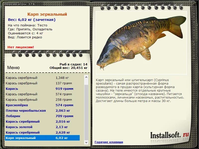 вес среднего карпа. вес среднего карпа. средний размер карпа. зеркальный карп 20 кг. карп 50 кг.