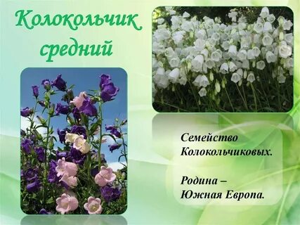 Семейство средний