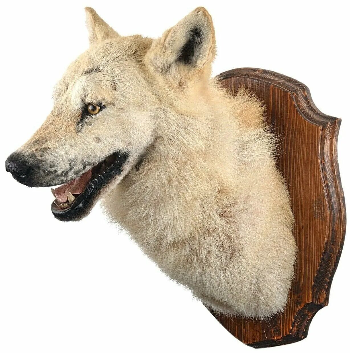 чучело головы волка. таксидермия головы волка. чучело волка "волк акела". таксидермия головы волка. чучело головы волка.