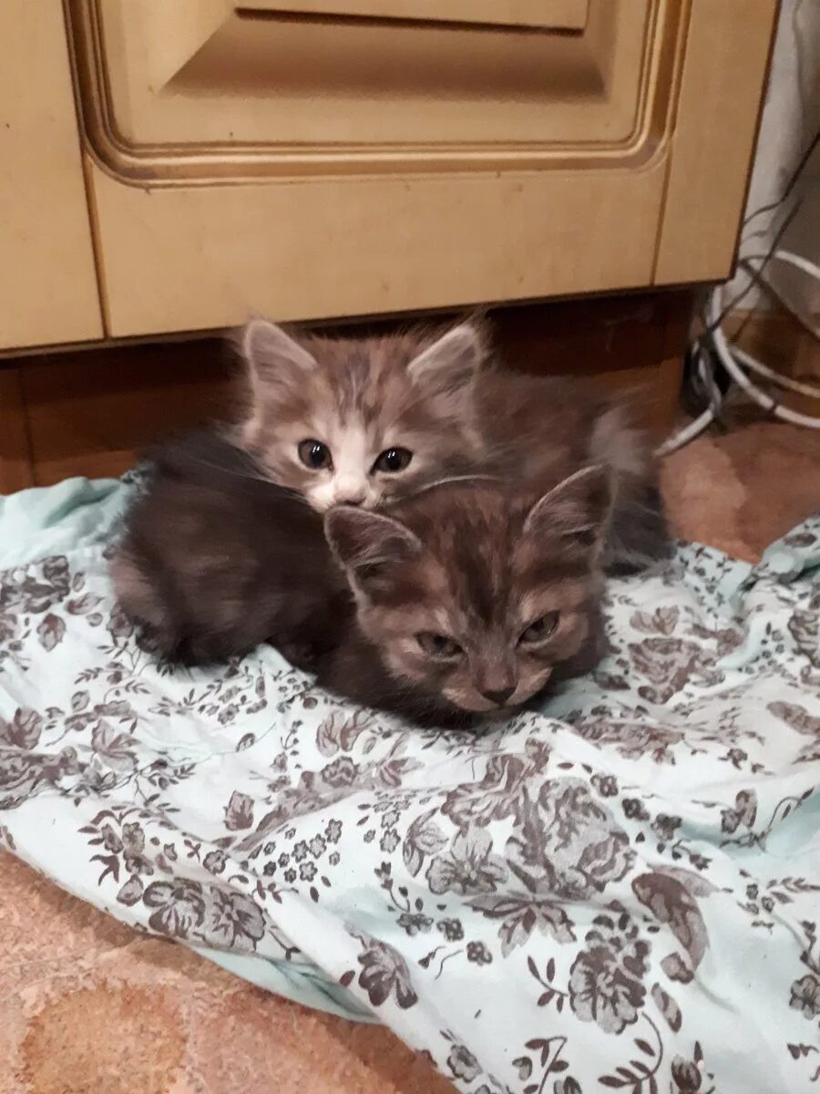 Как выглядит котенок в 2. Обычные котята. котята обычные недельные. котята 2 недели. 2 недельный котенок.