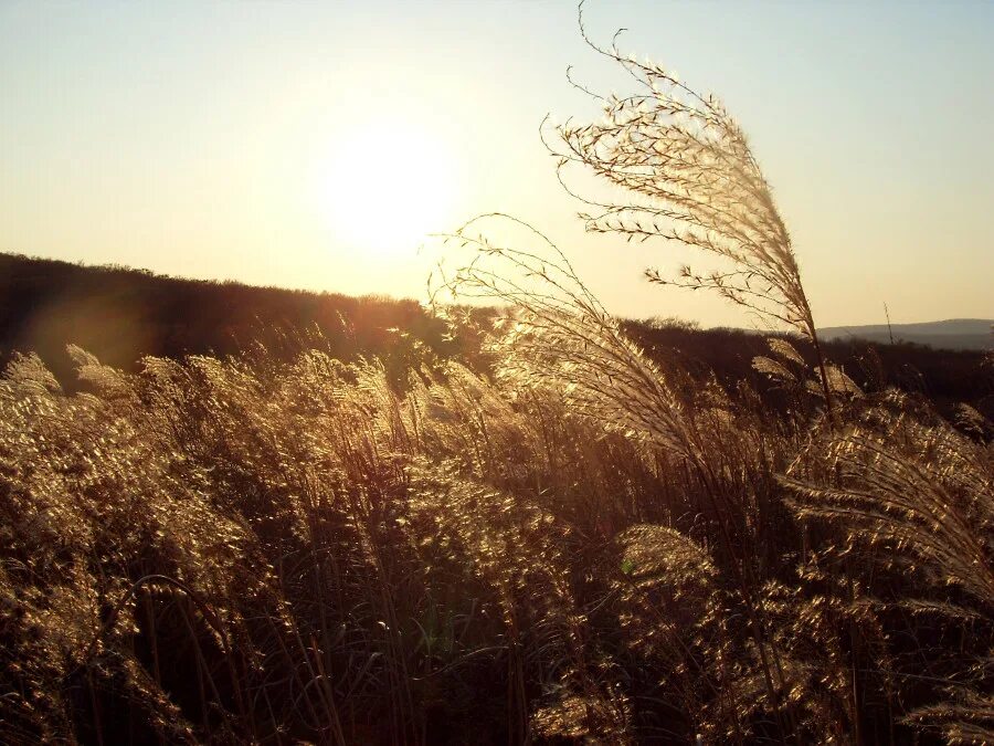 Дензел вашингтон в фильме великолепная семерка. Великолепная пора. Великолепная пора. Прохладный ветер. Великолепная семерка сэм чизем.