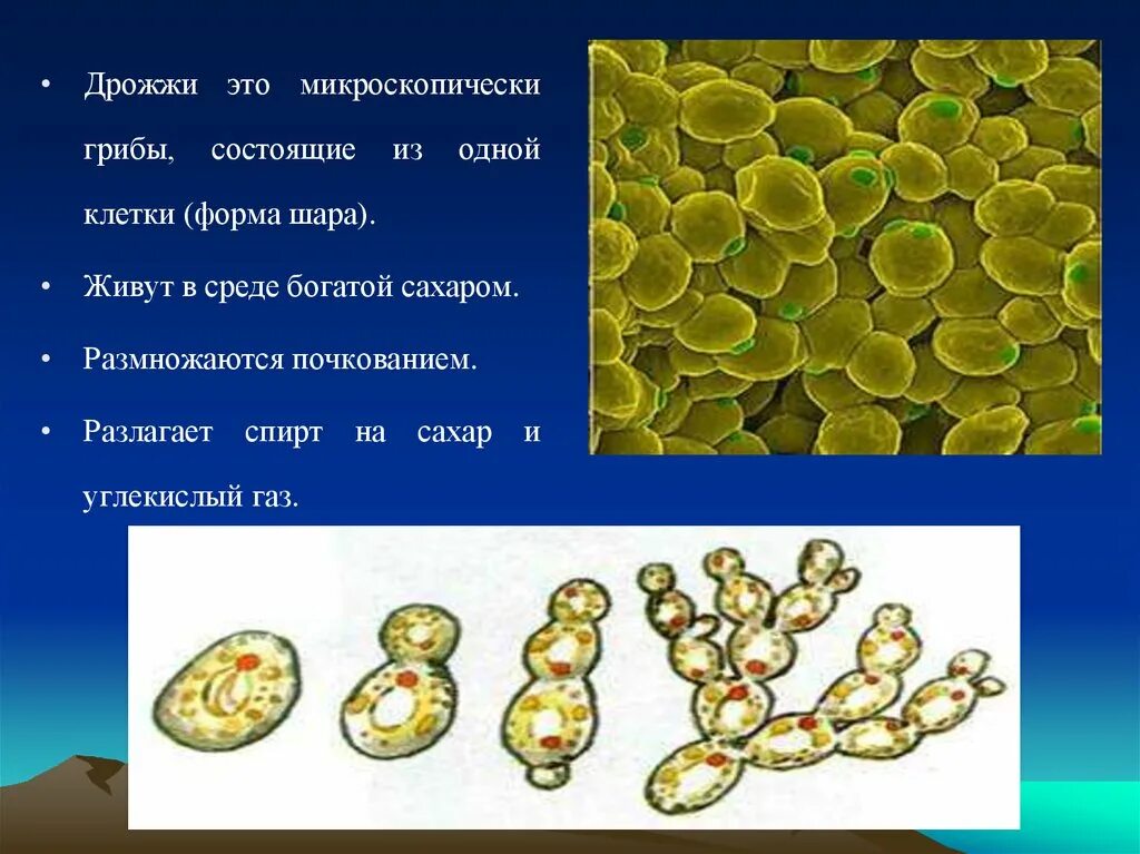 Есть гриб дрожжи. Грибы Шляпочные плесневые дрожжи паразиты. Плесневые грибы сапрофиты. Дрожжи грибы биология. Дрожжи одноклеточные грибы.