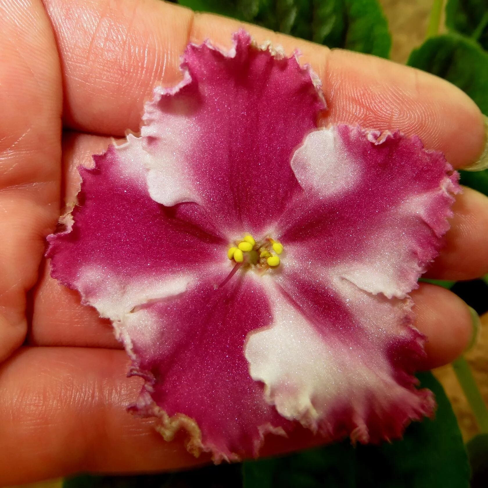 фиалка сорт ле антарес. фиалка часики. фиалка ко часики спорт. фиалка часики. фиалка часики.