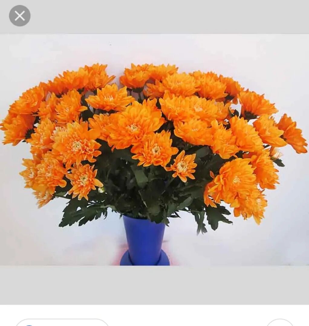 Хризантема оранжевая. Хризантема Россано оранж. Хризантема Балтика оранж.