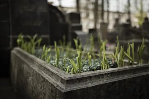 Растет трава на кладбище