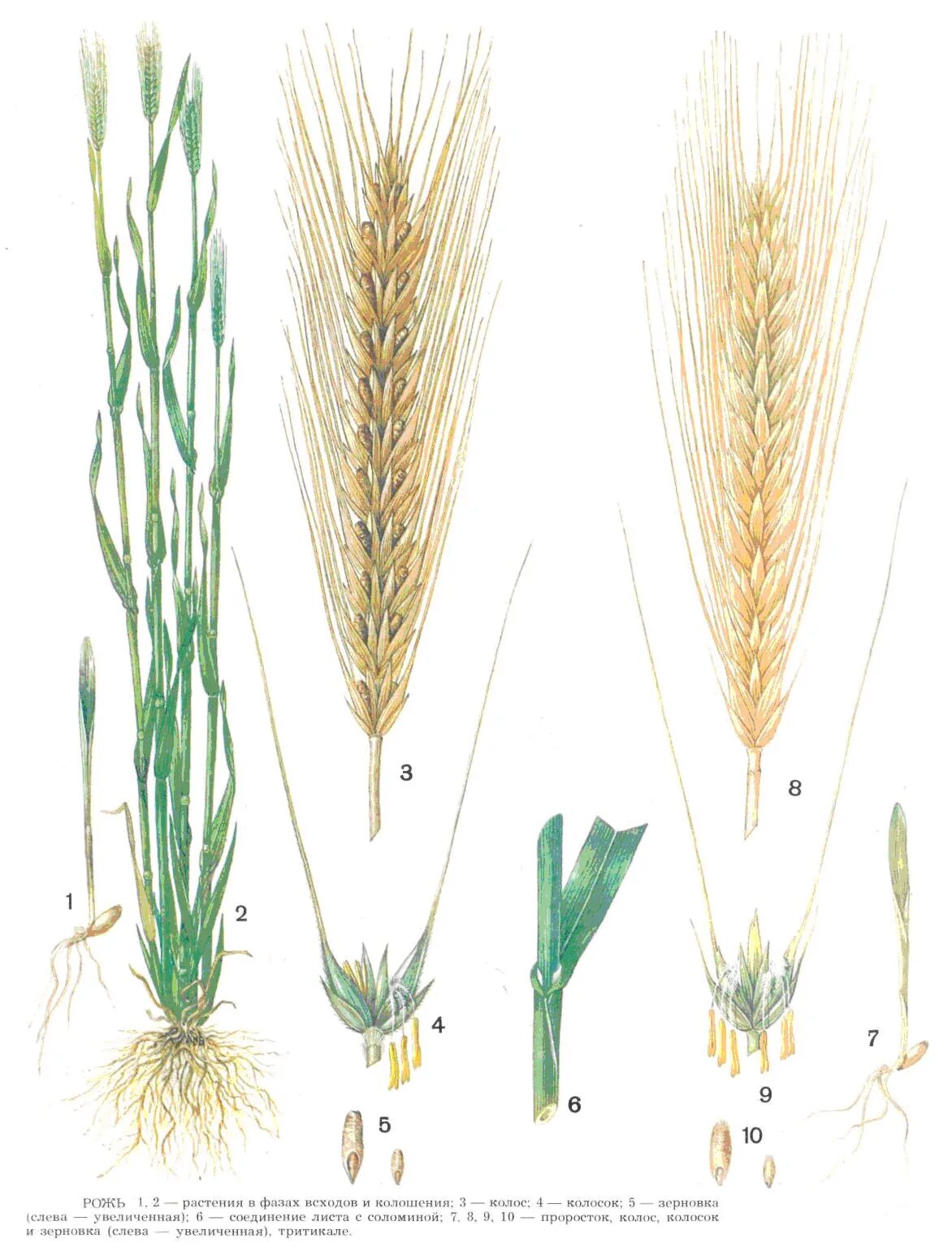 подсемейства злаковых. деление злаков. деление злаков. строение злаков пшеницы. житняк гребневидный.