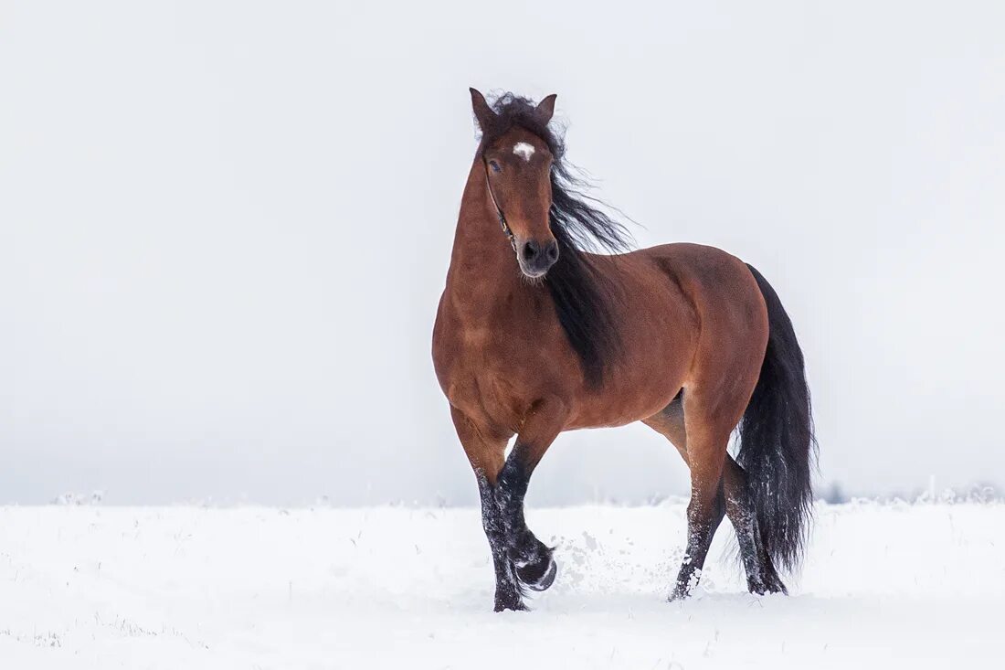 Тракененская лошадь гнедая. Гнедая масть лошади. Лошадь сзади. Наварождиный е лашадёнак фото. Гнедой жеребенок.