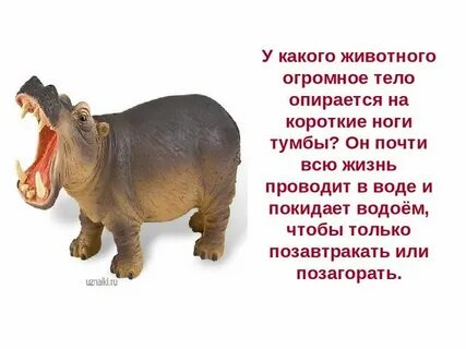 Жаркие страны 1 класс