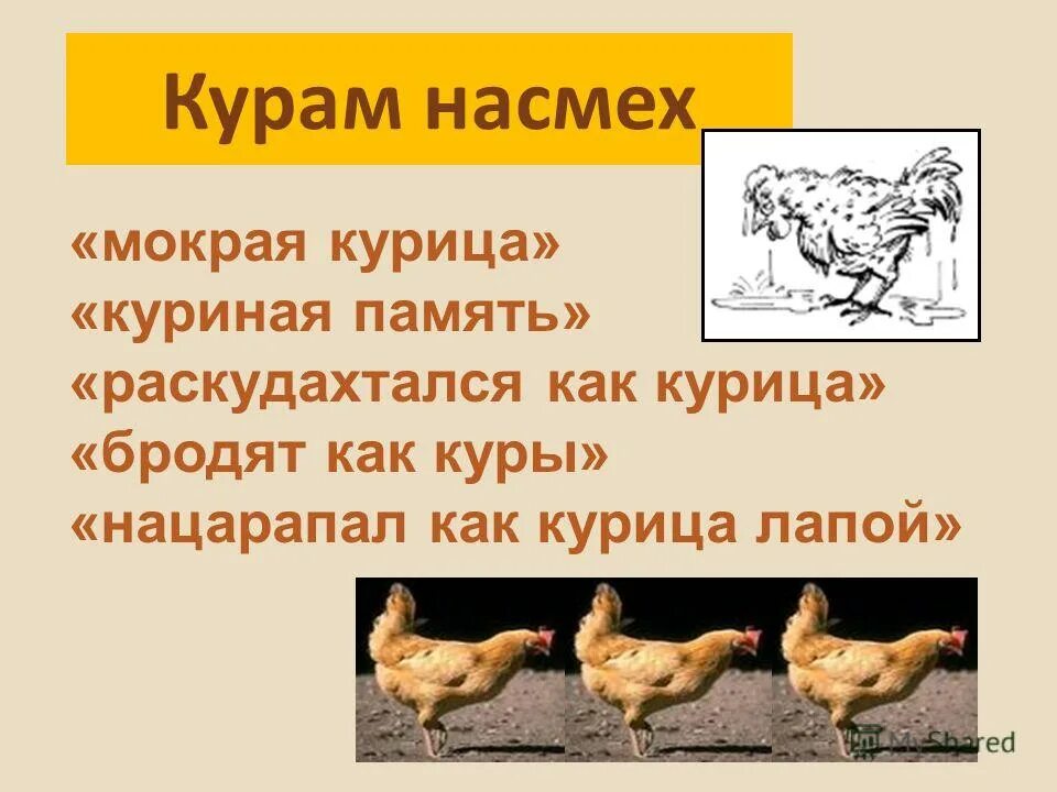 Выражение курам. Куриная память. фразеологизм куриная память. куриная память значение. курам насмех.
