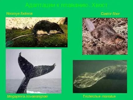 Адаптаций млекопитающих