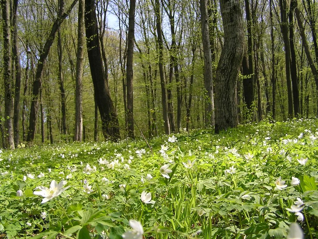 Как хорош и привлекателен весенний лес. Весенний лес. Весенние Лесные цветы. Полянка в лесу весной.