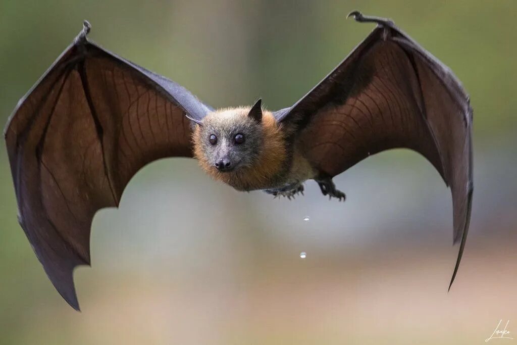 Про летучую мышь. Крылан летучая лисица альбинос. Пещерный крылан. Bat летучая мышь. Летучая лисица Ливингстона.