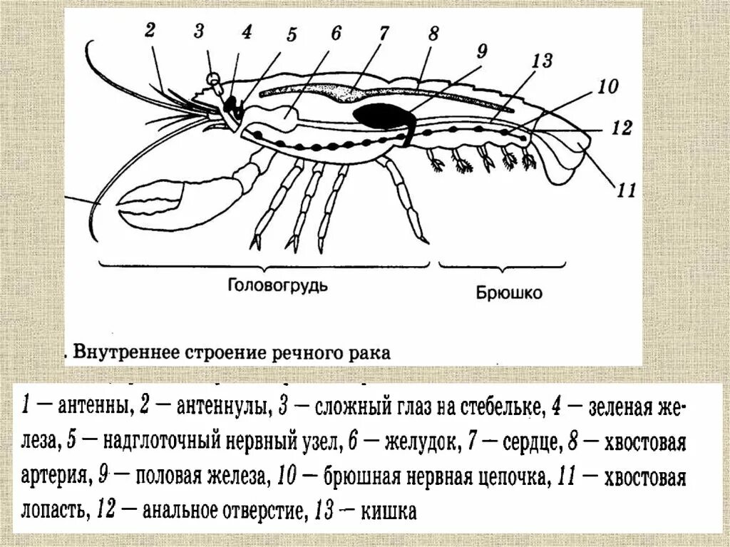 Речной рак часть. Внутреннее строение членистоногих ракообразные. Внутреннее строение ракообразных схема. Внешнее строение членистоногих схема. Зарисовать внутреннее и внешнее строение речного рака..