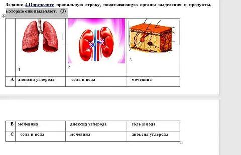 Проверочная работа выделительная система