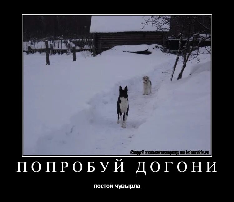 Чувырла значение. Картинка попробуй догони. чувырла. слово чувырло.