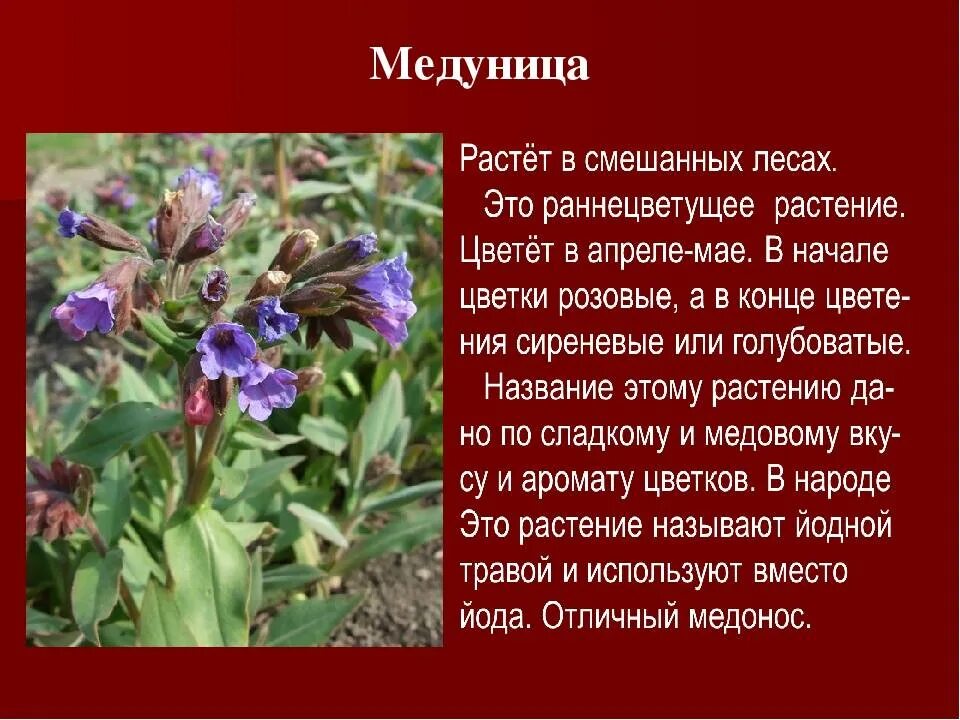 Где растет медуница