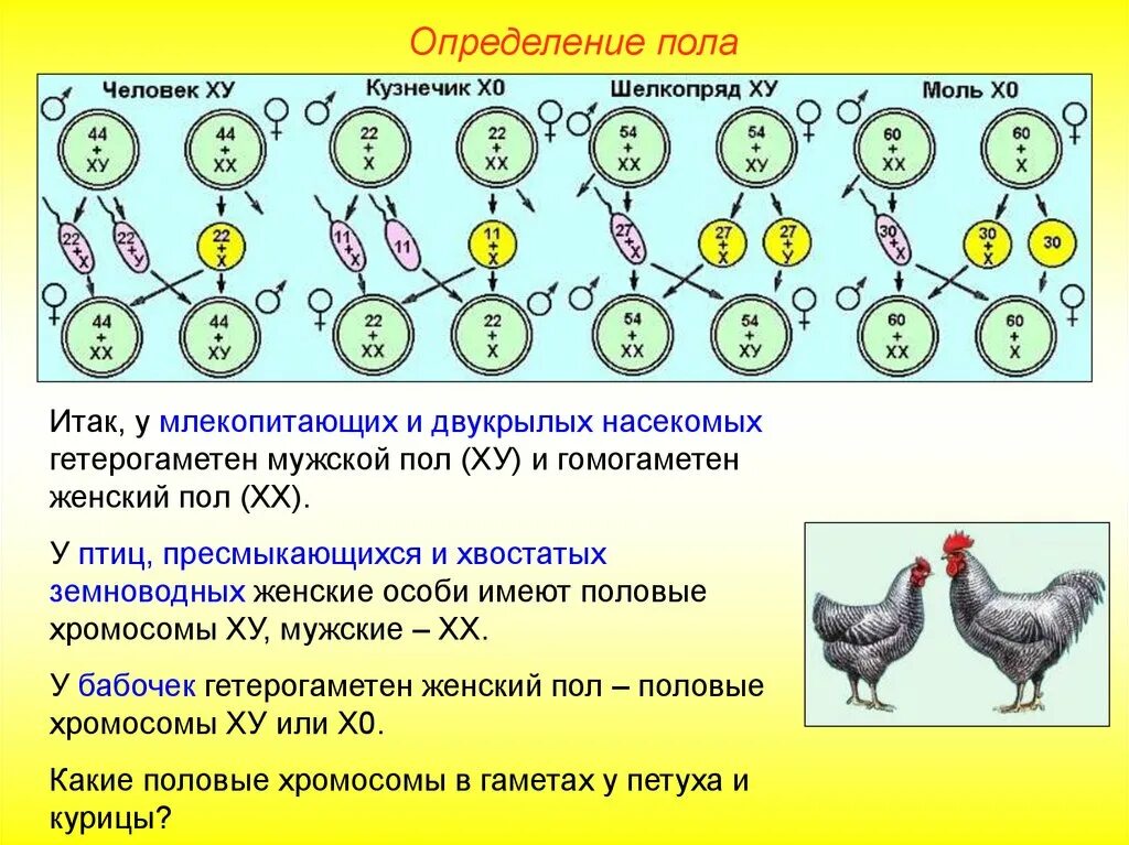 Генетика пола механизм определения пола. Типы хромосомного определения пола таблица. Генетика пола птиц. Схема хромосомного механизма определения пола.