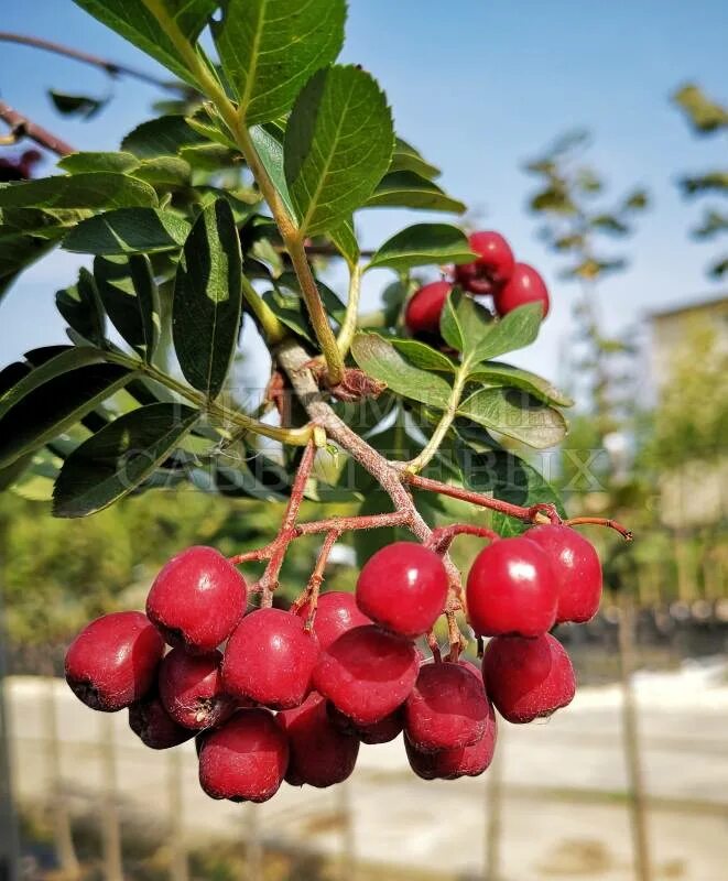 Рябина сорт Сорбинка. Рябина алая крупноплодная. Рябина Sorbus алая крупная.