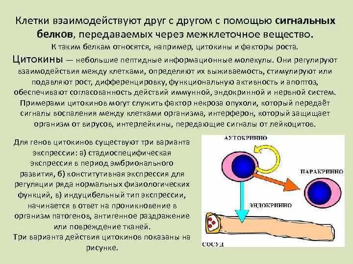 Сигнальные молекулы. Сигнальные молекулы цитокины секретируют клетки. цитокины — небольшие пептидные информационные молекулы. цитокины. взаимодействие клетки с другими клетками. белки взаимодействие друг с другом.