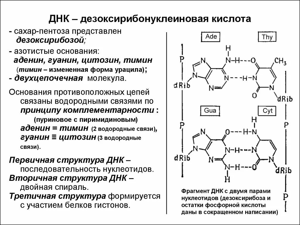 Дезоксирибонуклеиновая кислота формула структурная. Дезоксирибонуклеиновая кислота ДНК формула. ДНК состоит из фосфорной кислоты. Дезоксирибонуклеиновая кислота состав.