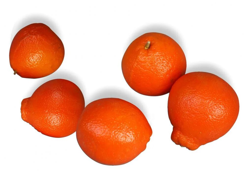 Минеола цитрус. Маниола что это за фрукт. Сорт мандарин минеола. Сорт мандаринов миниола. Маниола что это за фрукт.