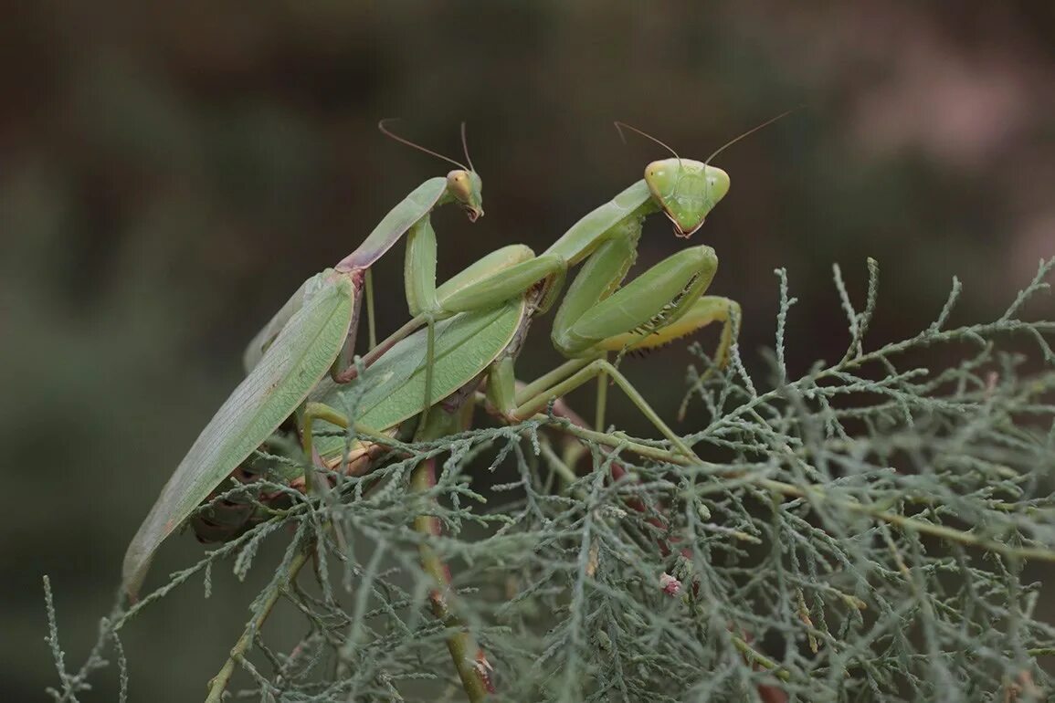 богомол обыкновенный с крыльями. богомол зеленый. богомол обыкновенный самка. богомол читать. жук богомол.