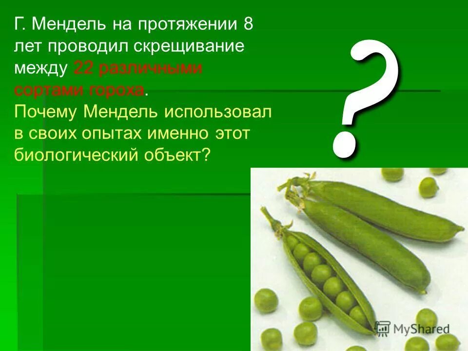Опыт менделя в скрещивании гороха. Признаки гороха менделя. Горох менделя схема 2. Для скрещивания мендель брал разные сорта гороха. Законы менделя горох.