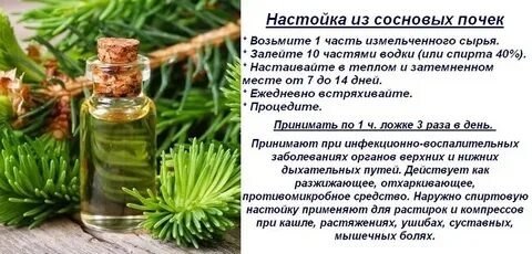 Шишки сосны настойка применение