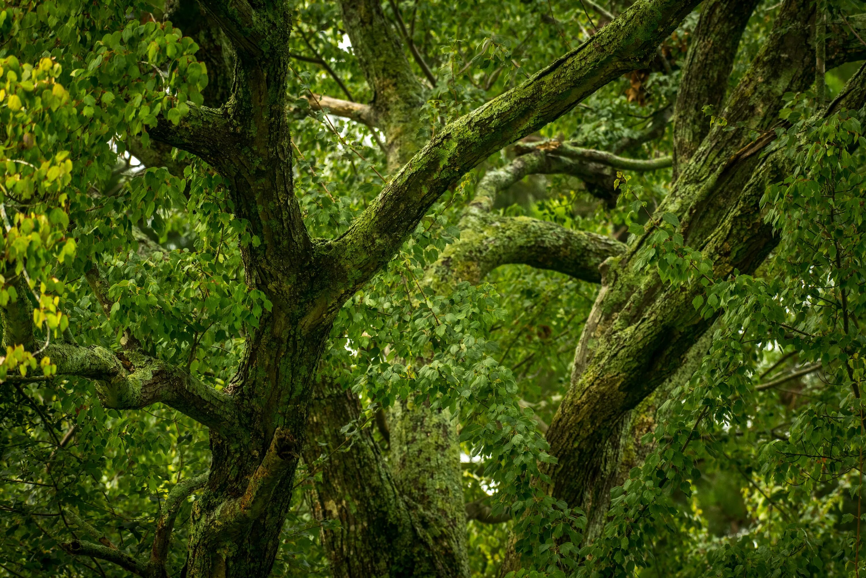 Широколиственный лес характерные растения. Смешанные и широколиственные леса дуб. Дуб широколиственный лес. Ирландские широколиственные леса дубы. Широколиственный лес растения дуб.